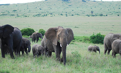 Elephants