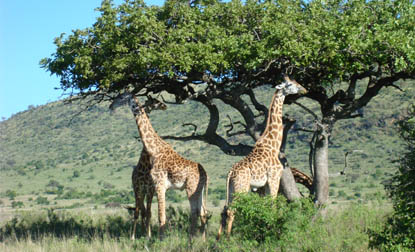 Giraffes in Tanzania